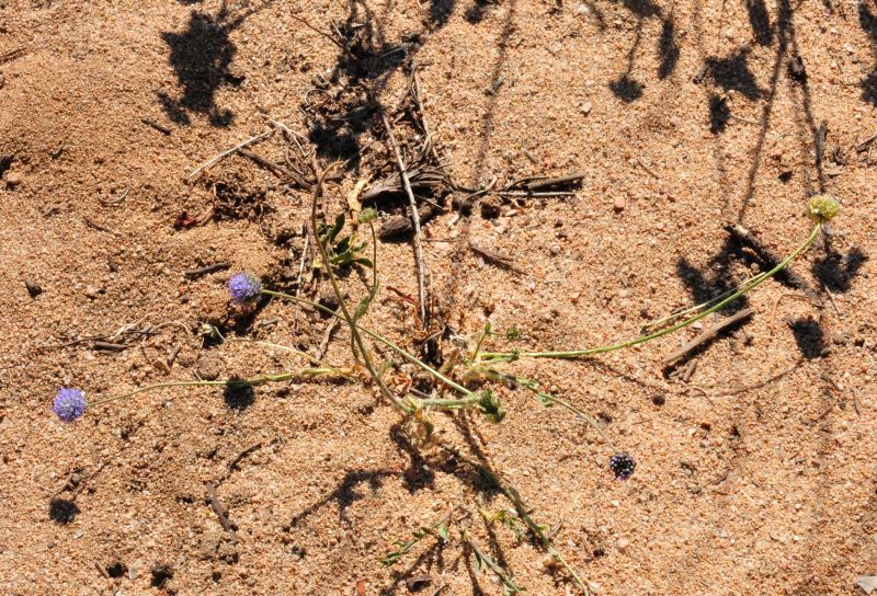 Jasione montana / Vedovella annuale